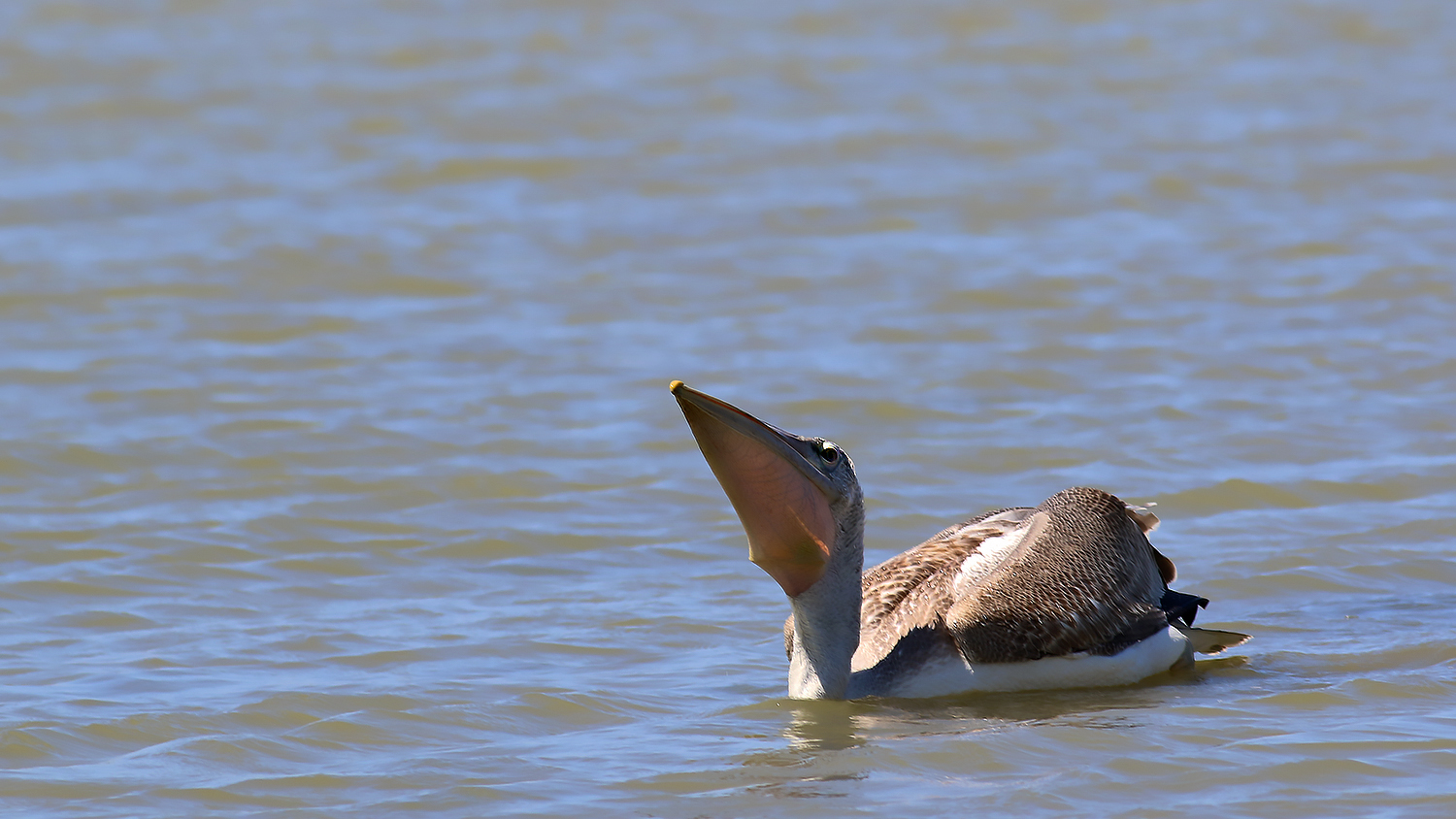 Dalmatian Pelican